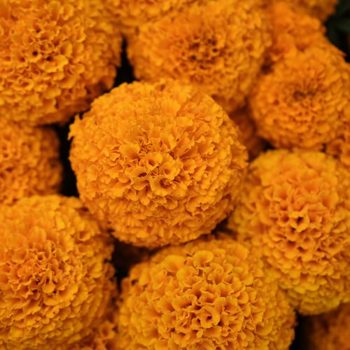 Cempasuchil in full bloom in the Xochimilco borough of Mexico City, Friday, Oct. 17, 2025, ahead of the Day of the Dead celebrations. (AP Photo/Claudia Rosel)