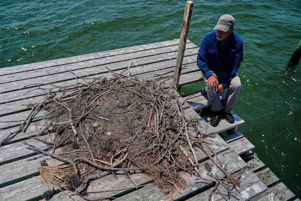 Brian Watts, research professor and director of the Center for Conservation Biology at The College of William & Mary, looks over at failed osprey nest atop a wooden duck blind on the Lower York River, June 30, 2025, in Gloucester Point, Va. (AP Photo/Stephanie Scarbrough)