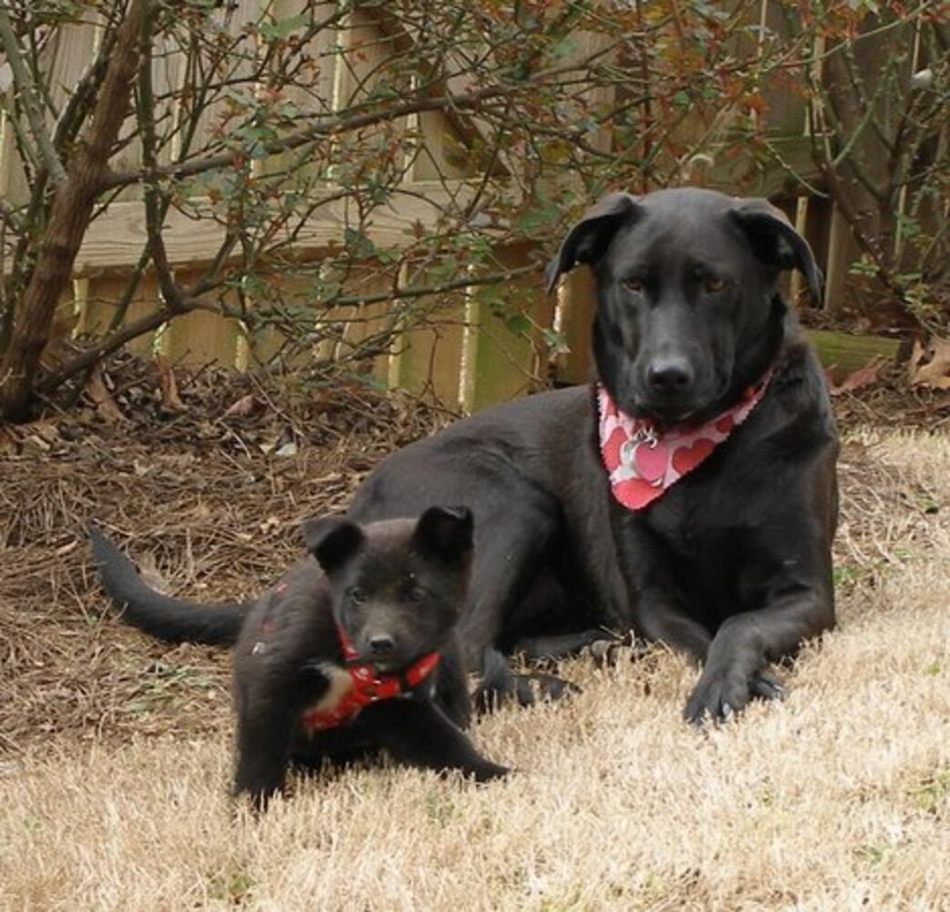 T.G.I.F.: Atlanta's Smiling Pets