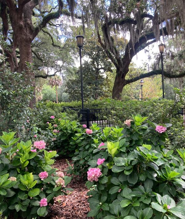 Hydrangeas in bloom in Forsyth Park.