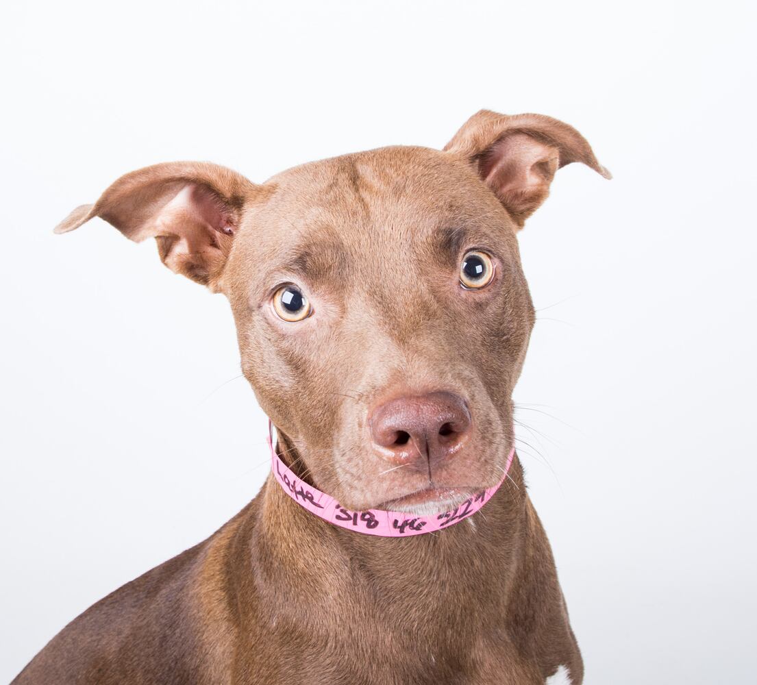 LifeLine animal shelters host free event to house 840 animals
