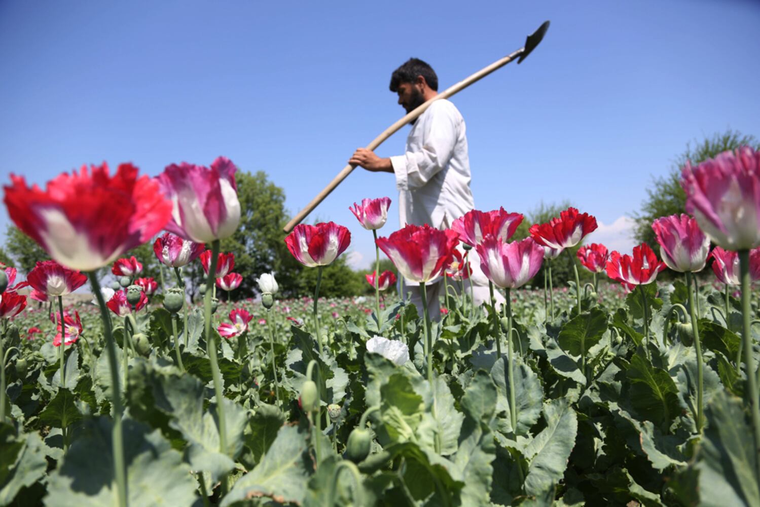 Afghanistan Farmer