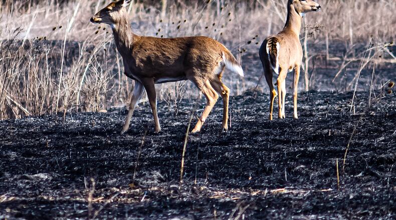 A South Carolina woman was hit by a car while trying to help an injured deer early Sunday. She later died at a hospital.