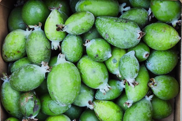 Feijoas offered for free in a box are seen outside a house in Wellington, New Zealand, Sunday, May 11, 2025. (AP Photo/Charlotte Graham-McLay)