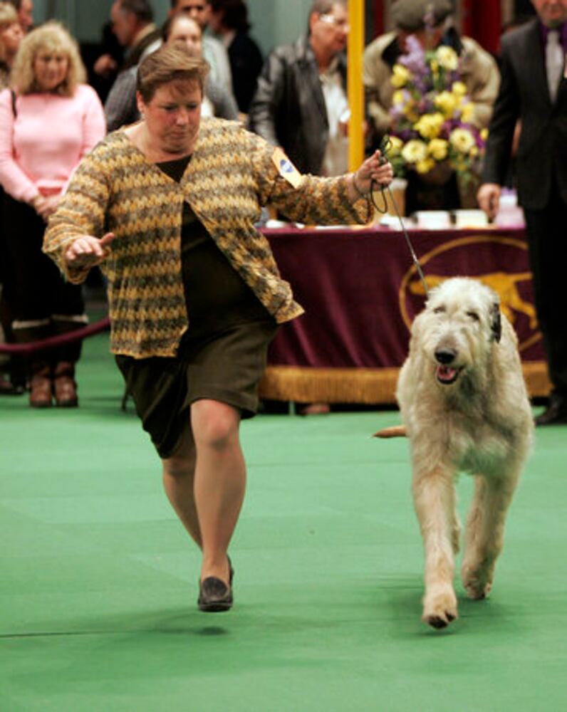Westminster Dog Show