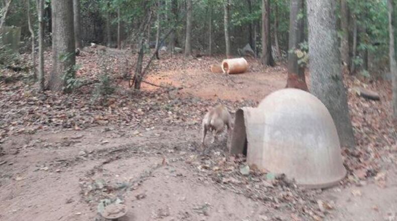 Deputies found more than 30 emaciated and flea-infested pit bulls in Meriwether County. (Credit: Meriwether County Sheriff’s Office)