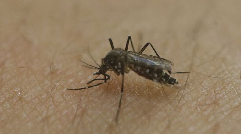 A female Aedes aegypti mosquito acquires a blood meal on the arm of a researcher at the Biomedical Sciences Institute in the Sao Paulo’s University, in Sao Paulo, Brazil, Monday, Jan. 18, 2016. The Aedes aegypti is a vector for transmitting the Zika virus. (Credit: The Associated Press)