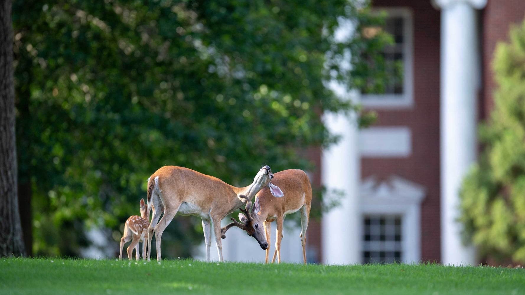 Berry College deer