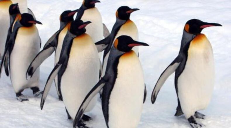 King penguins. (Photo by Junko Kimura/Getty Images)