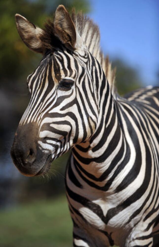 Zedonk a star at Chestatee Wildlife Preserve