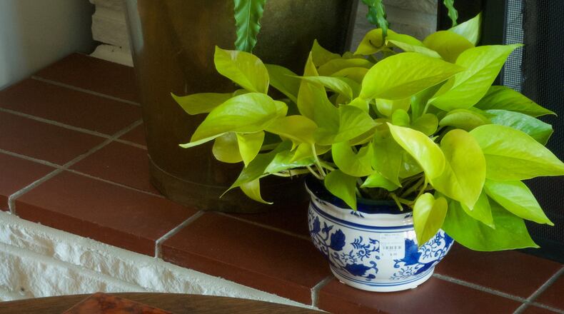 Check the plant’s tag, or do some quick research, for the kind of light your plant needs. Then, place them accordingly. (Mary Carol Garrity/TNS)