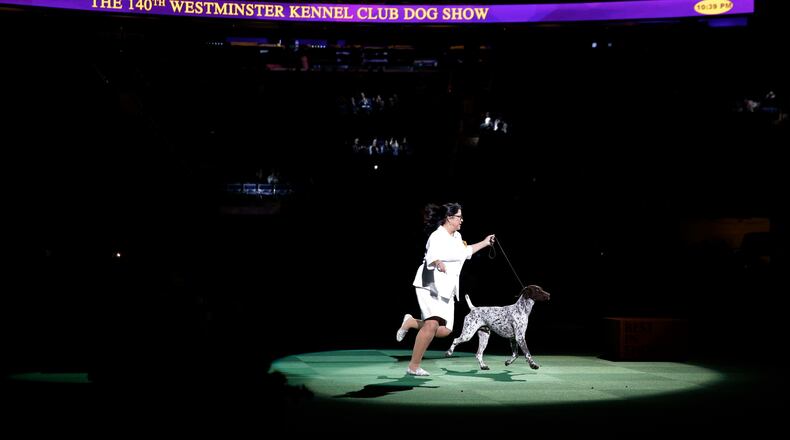 CJ, a German shorthaired pointer, and Valerie Nunes-Atkinson take a lap around the ring during the best in show competition at the 140th Westminster Kennel Club dog show, Tuesday, Feb. 16, 2016, at Madison Square Garden in New York. CJ won best in show. (AP Photo/Seth Wenig)