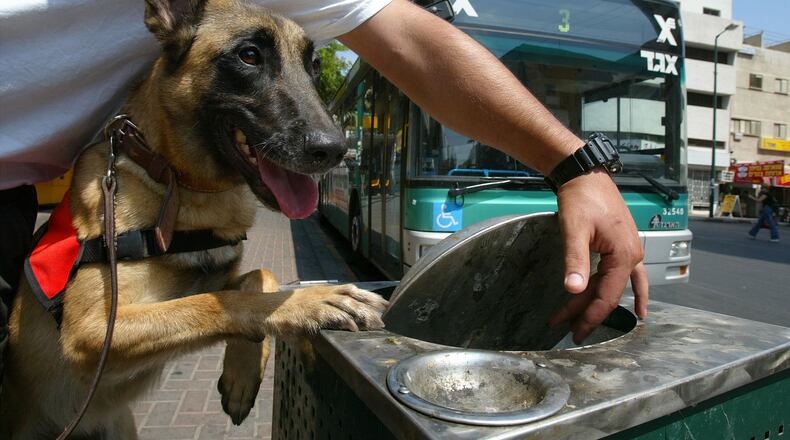 A German shepherd, like the one pictured above, takes care of a brood of baby chicks and it was all caught on camera.
