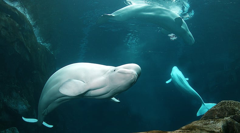 Belugas at the Georgia Aquarium
