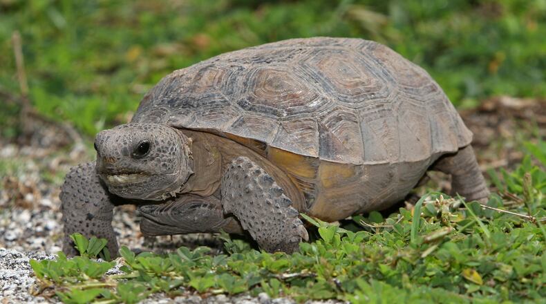 The gopher tortoise, Georgia's official state reptile, is a threatened species in the state because of steep declines in its populations.