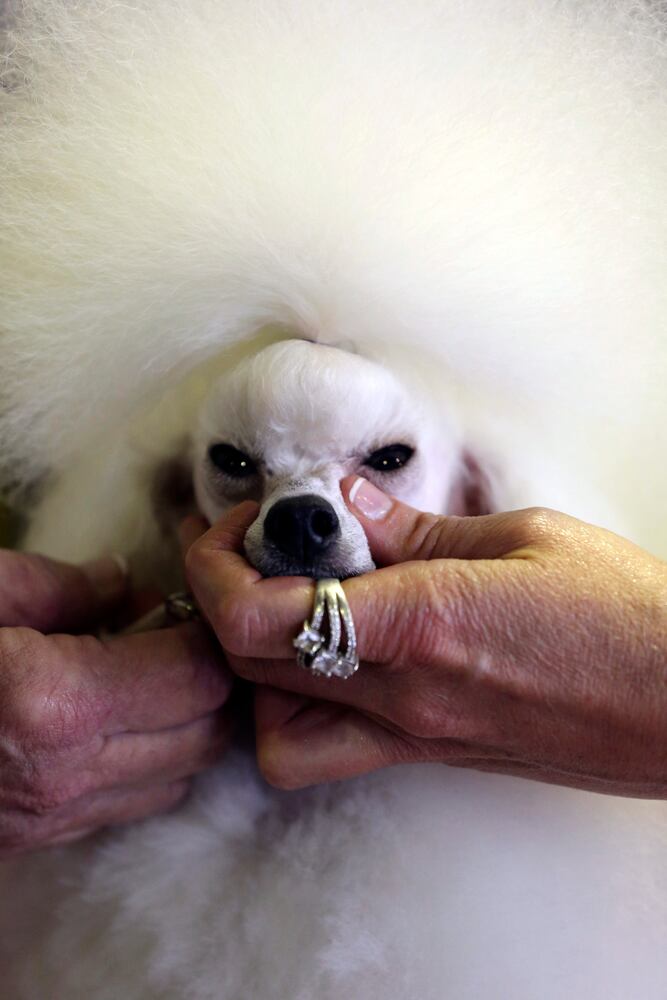 137th Westminster Dog Show