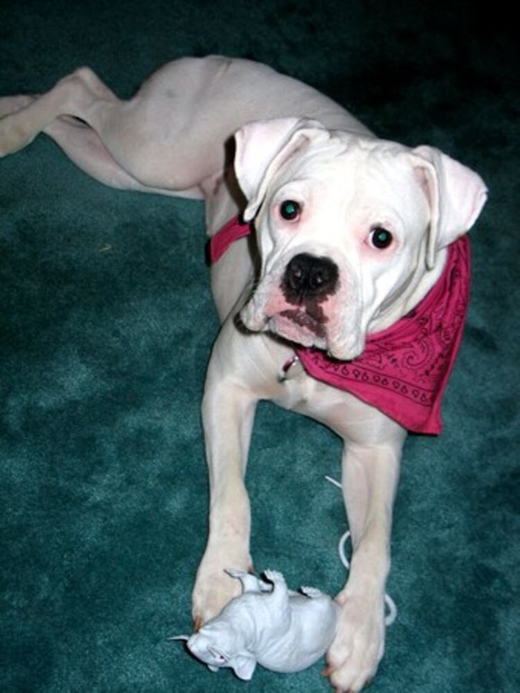 T.G.I.F. Atlanta's Smiling Pets 58