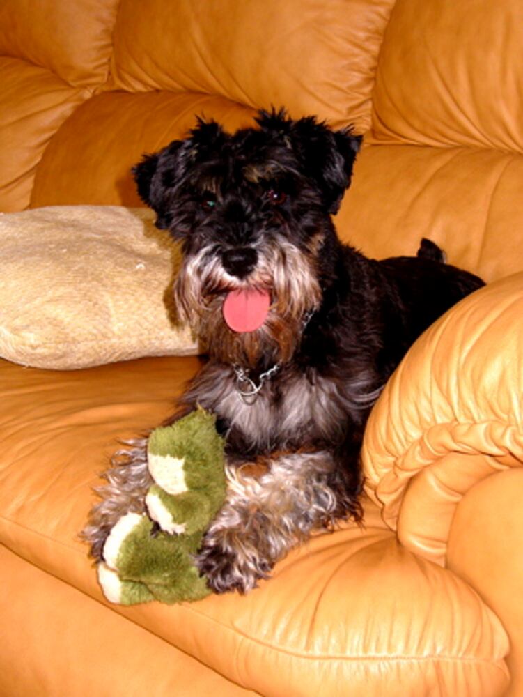 Atlanta's Top Dogs: 8. Schnauzers