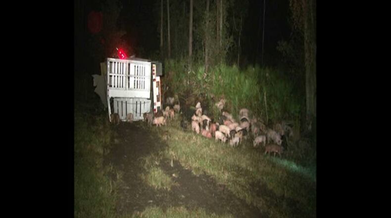 Pigs were wandering along the interstate after two tractor-trailer crashed in Florida on Thursday.