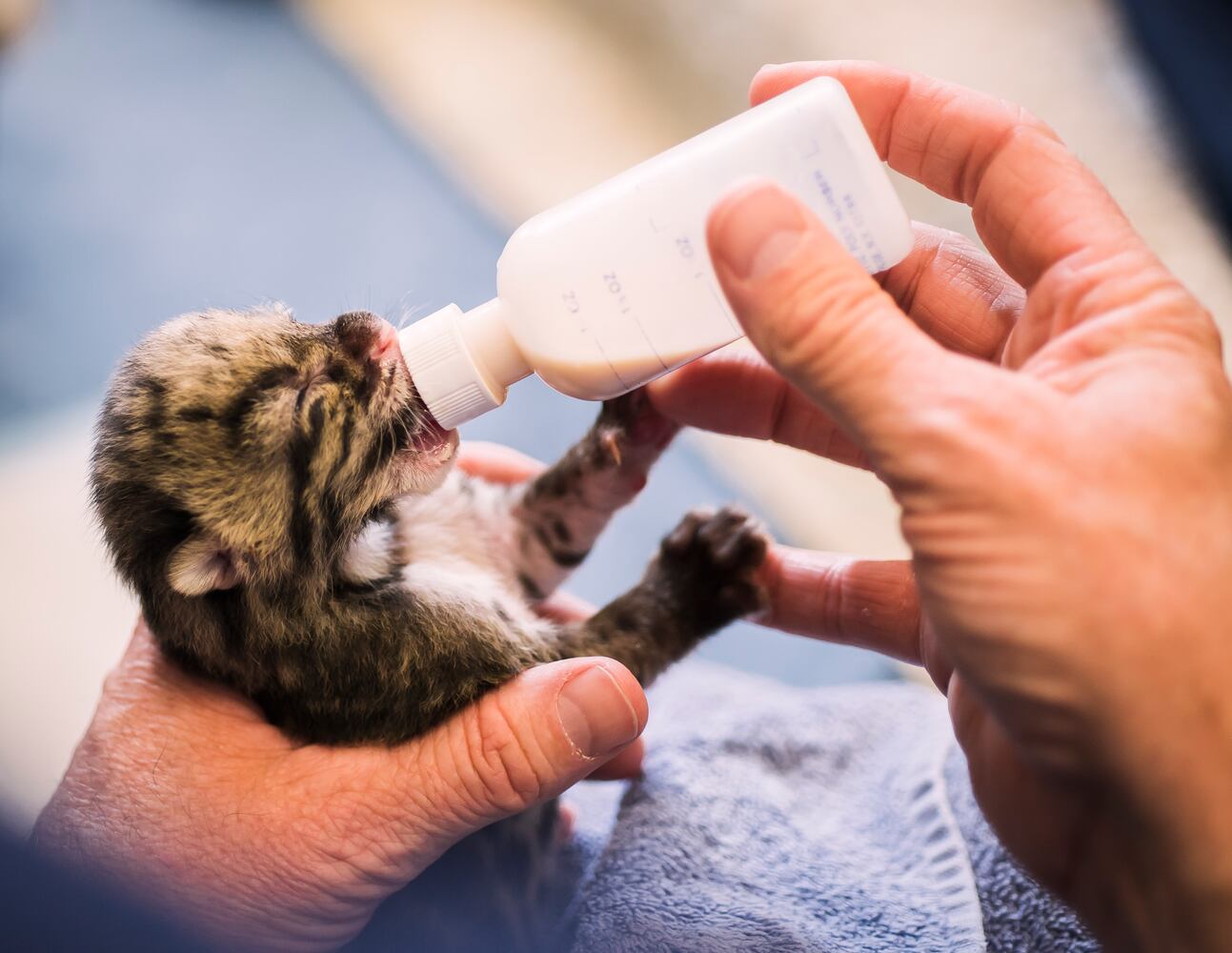 PHOTOS: Clouded leopard quadruplets healthy and adorable in Tacoma
