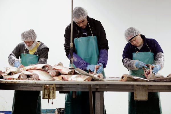 FILE - Asian carp are processed at Two Rivers Fisheries in Wickliffe, Ky, Feb. 11, 2020. (AP Photo/Mark Humphrey, file)