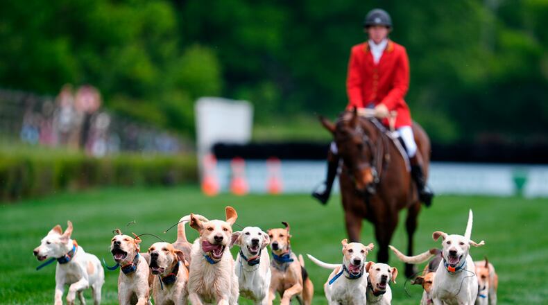 Hounds runs on the track during the Parade of Mells Foxhounds at the Iroquois Steeplechase in Nashville, Tenn., Saturday, May 9, 2026. (AP Photo/George Walker IV)