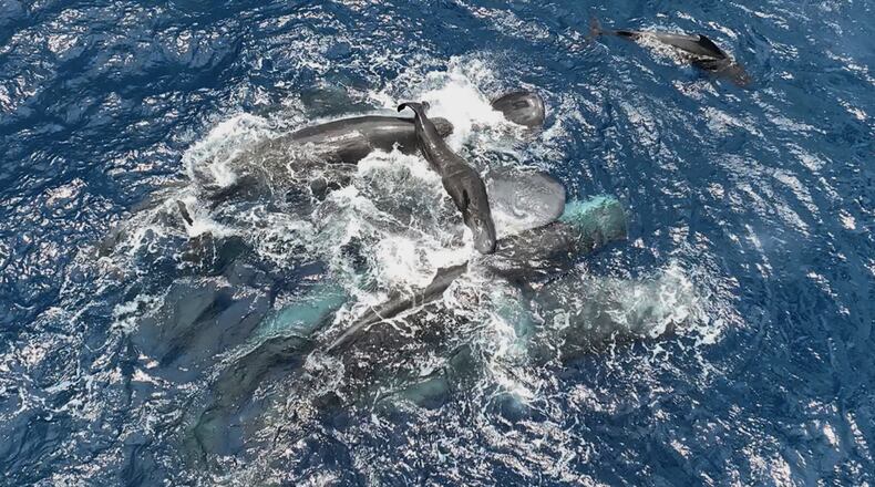 This 2023 photo provided by Project CETI shows female sperm whales holding a newborn calf above the water until it can swim on its own. (Project CETI via AP)