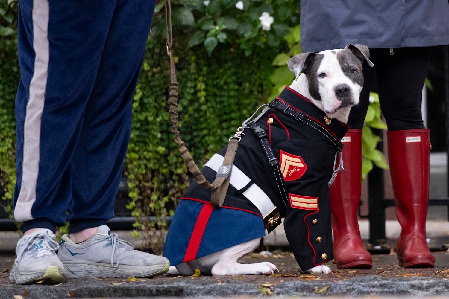 Manzur waits patiently for the start of the 42nd annual Georgia Veterans Day Parade in Midtown Atlanta on Saturday, Nov. 11, 2023. He is wearing an outfit custom made from his owner Cpl. Josh Bailey’s Marine Corps dress uniform.  (Ben Gray / Ben@BenGray.com)