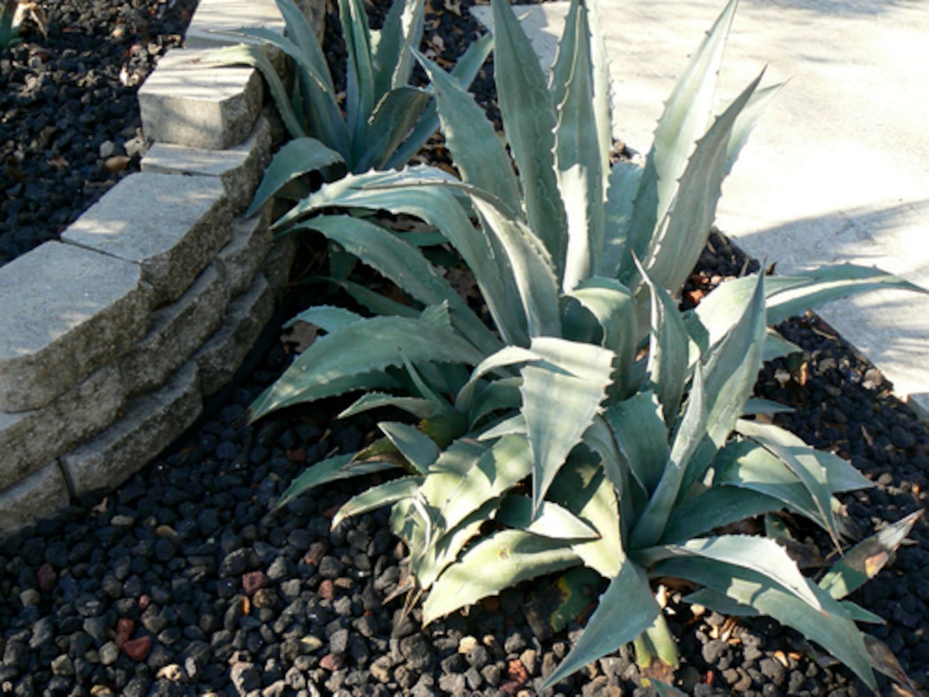 When grass won't grow, consider these alternatives