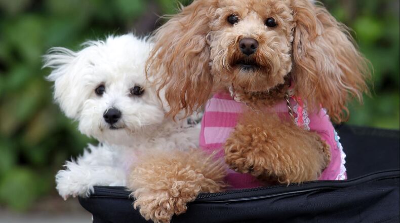 A miniature poodle stopped a stray bullet that entered a New Mexico home, likely saving the three children sitting nearby.