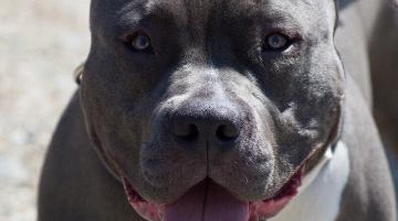 A newly passed ordinance in Sandy Springs bans animals including dogs, other than guide dogs and service dogs, from the City Green at City Springs. AJC FILE