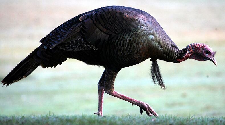 A male wild turkey walks at Disney Palm on November 7, 2008 in Lake Buena Vista, Florida. (Photo by Marc Serota/Getty Images)