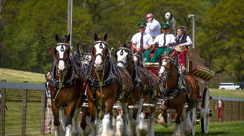 The Clydesdales who pull the Budweiser beer wagon will be pulling a special guest at the Atlanta Steeplechase on Saturday, April 23. Photo: courtesy the Atlanta Steeplechase.