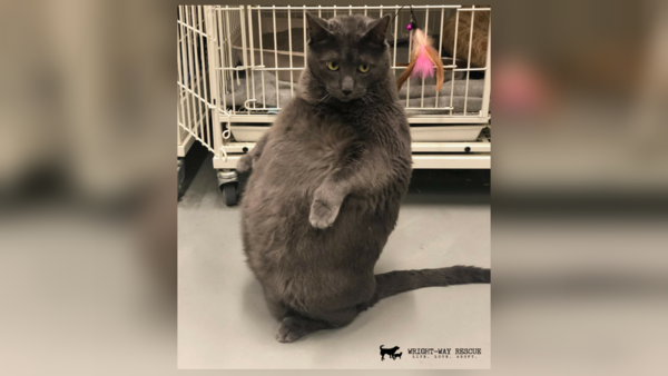 Bruno has been adopted from Wright-Way Rescue in Illinois after becoming an internet sensation. (Photo by Wright-Way Rescue)