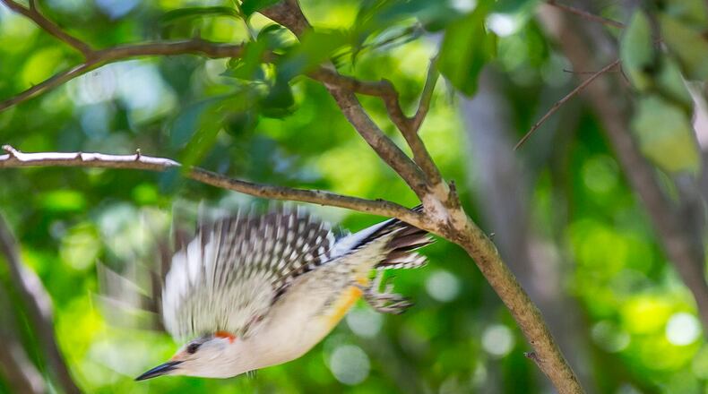 Smith-Gilbert Gardens in Kennesaw will host its Great Backyard Bird Count on Saturday, Feb. 15.
