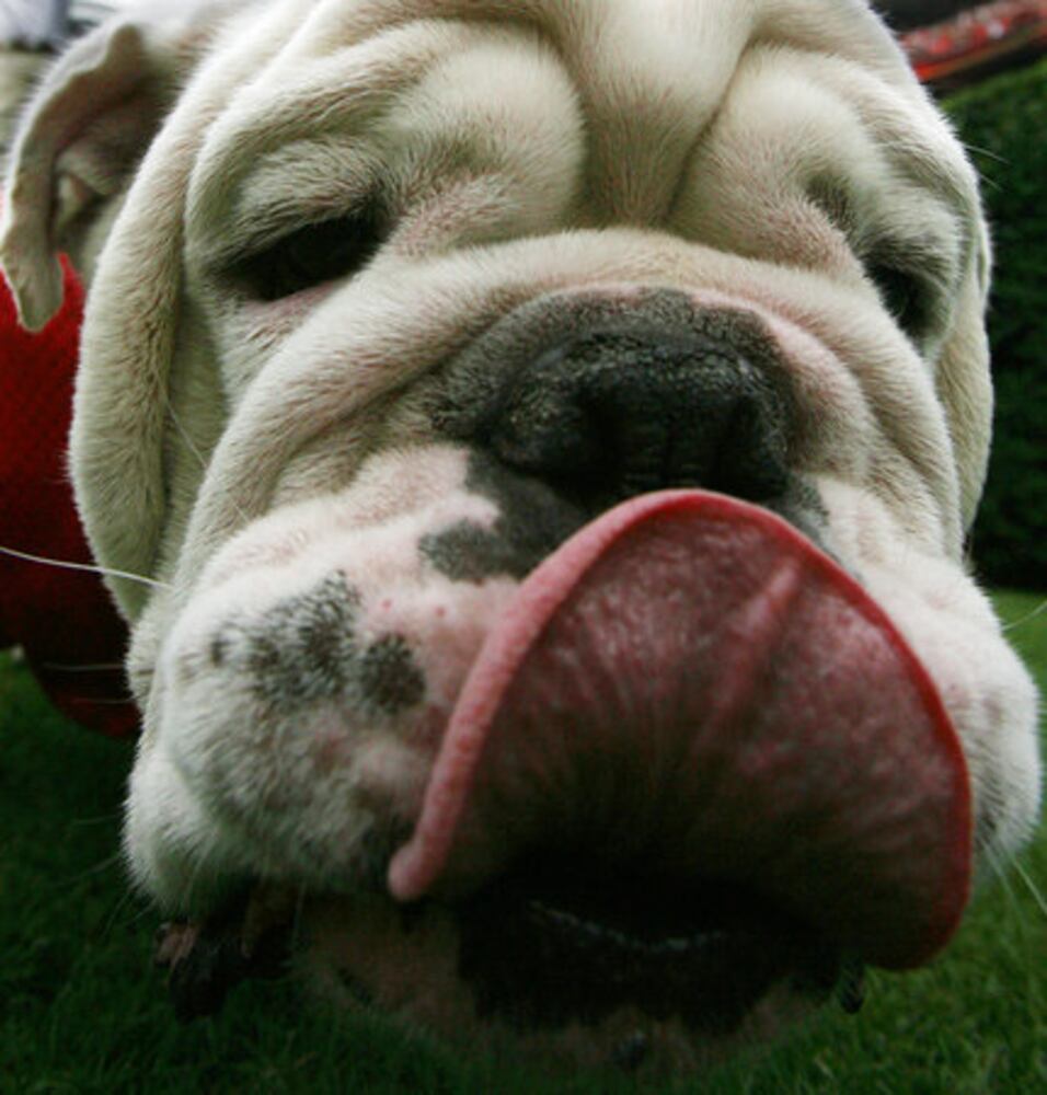 Georgia mascot Uga VII dies