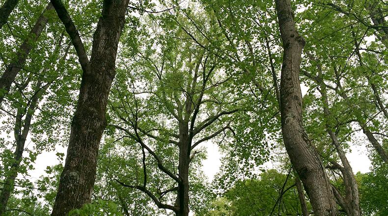 A free workshop on land conservation to qualify for reduced property tax rates is set for 6 p.m., March 7, at Milton City Hall. AJC FILE