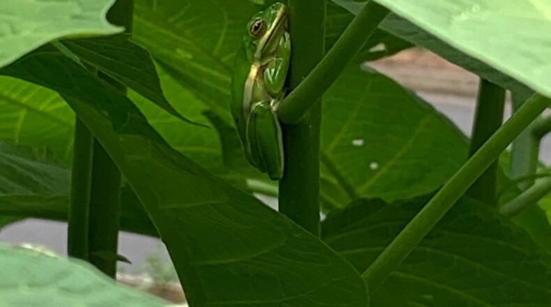"This little fellow was in my angel trumpet plants out front.," wrote Michael Buchanan of Alpharetta. "The light was just right for me to see him. I’m sure he thought he was hidden."