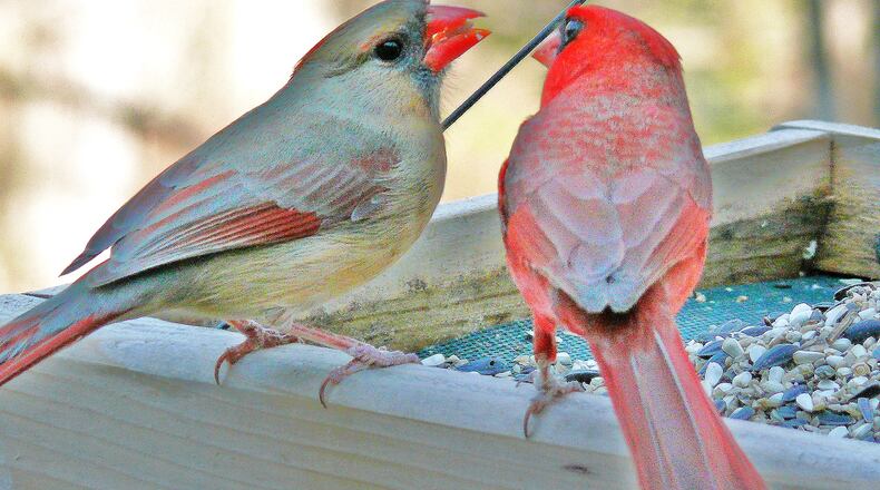 A male Northern cardinal offers food to a female, a ritual that is a common part of courtship. It's presumably done to demonstrate a male's ability to feed baby cardinals. (Courtesy of Ken Thomas/Creative Commons)