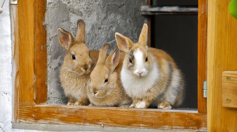 Hippity, hoppity, Halloween's on its way. Photo: Pixabay