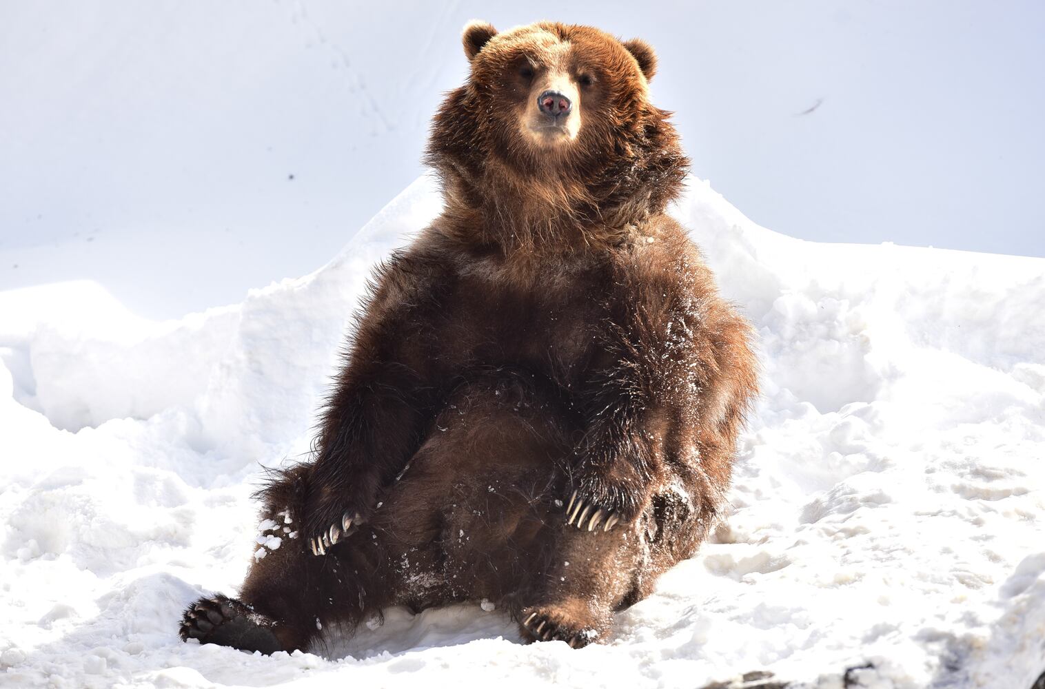 Snow Storm Blankets Bronx Zoo