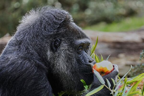 Female gorilla Fatou, the oldest of Berlin's zoo and also believed to be the world's oldest gorilla, enjoys her birthday basket with a "gorilla food surprise", as the zoo celebrates her 68th birthday in Berlin, Germany, Friday, April 11, 2025. (AP Photo/Ebrahim Noroozi)