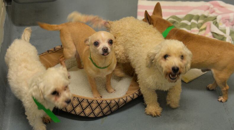 Dogs removed from a wooded Cherokee County property near Cumming, GA are being housed and cared for at the Cherokee County Animal Shelter. Citing deplorable living conditions, officials removed more than 350 dogs from the property. The removal prompted the animal shelter to close for the day so workers could assess the animals, many who are carrying puppies. BRANT SANDERLIN /BSANDERLIN@AJC.COM