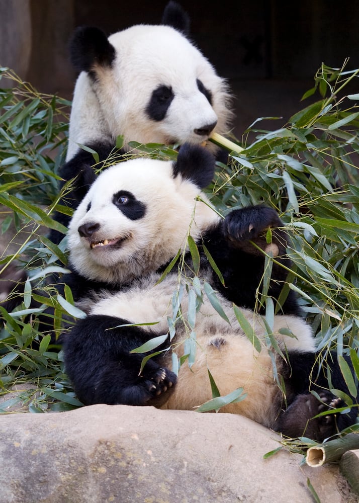 Awkward animal babies