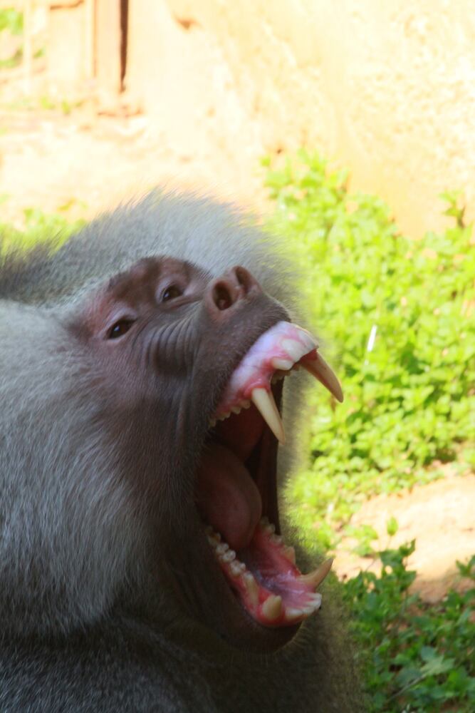 Noahs Ark Animal Sanctuary