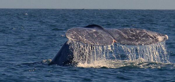 Seawater cascades from the tail of a gray whale in Magdalena Bay, on the Baja coast. (Brian J. Cantwell/Seattle Times/TNS)