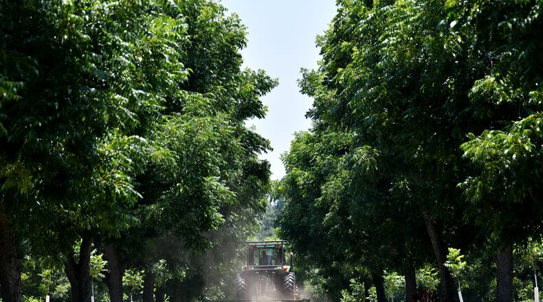 Photo: Work is underway at Georgia pecan farm in 2023. Georgia is asking Congress to block a 2024 farmworker wage increase. (Hyosub Shin / Hyosub.Shin@ajc.com)