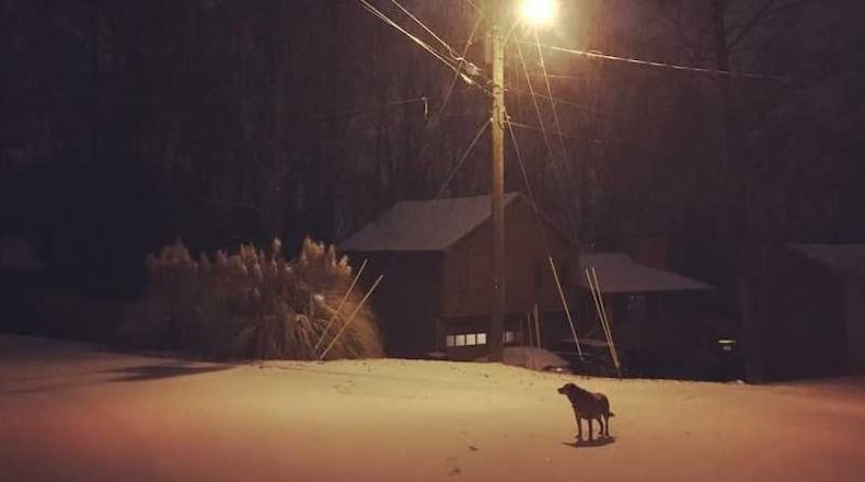 A dog stands in the snow early Wednesday morning in Lawrenceville