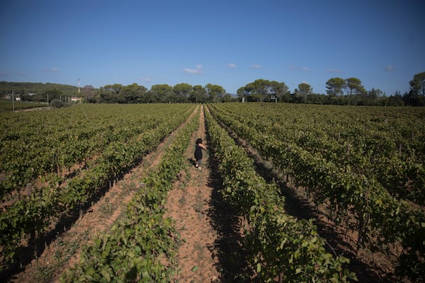 FILE - A worker tends to a vineyard in the southern France region of Provence, Friday Oct. 11, 2019. (AP Photo/Daniel Cole, File)