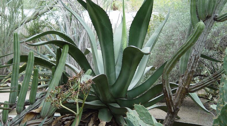 This big Agave salmaniana has made contact with the cactus and is demanding they back off. (Maureen Gilmer/TNS)
